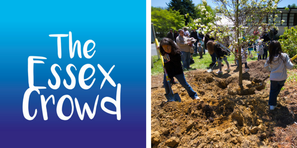 Essex Hive